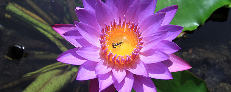 银莲花的生长习性是什么 银莲花的生长习性