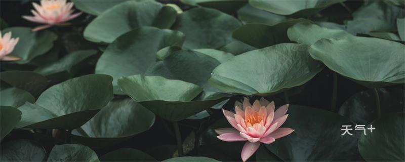 埃及白睡莲的具体形态 埃及白睡莲的形态