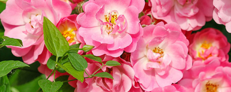 如何区分玫瑰月季和蔷薇的不同 玫瑰月季和蔷薇的区别