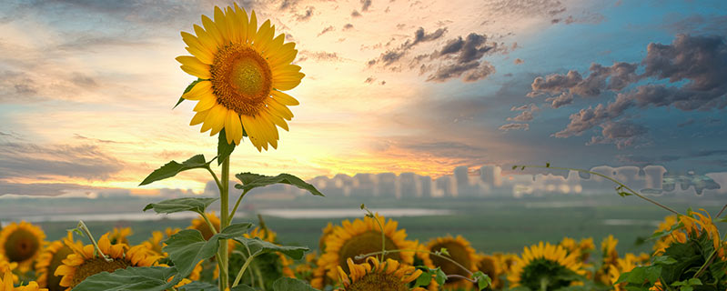 太阳花的养殖方法和注意事项 太阳花的养殖方法