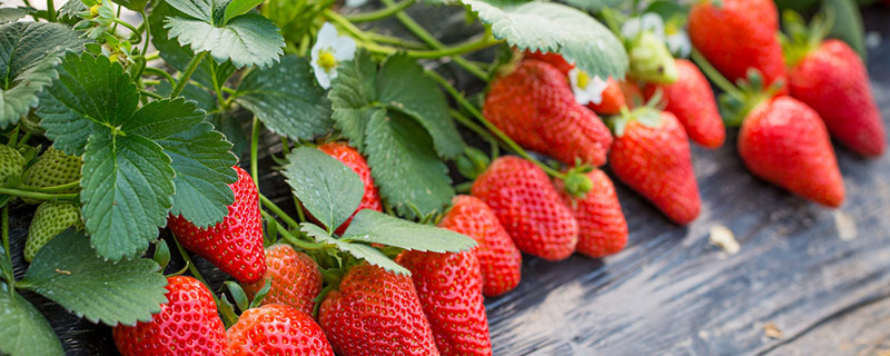 草莓是蚯蚓诞生的吗 草莓是不是蚯蚓诞生的