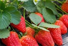 草莓什么季节成熟 草莓什么季节能成熟
