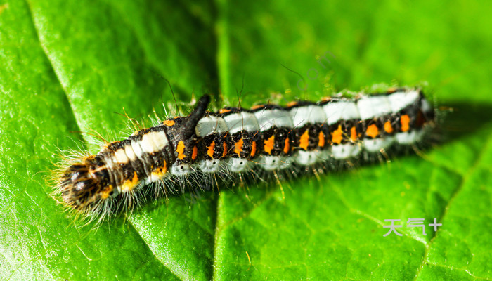 毛毛虫的故事_毛毛虫故事文字版_毛虫虫的故事
