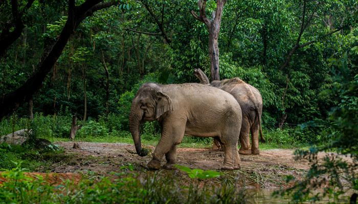 大象喜欢吃什么食物 大象生活环境