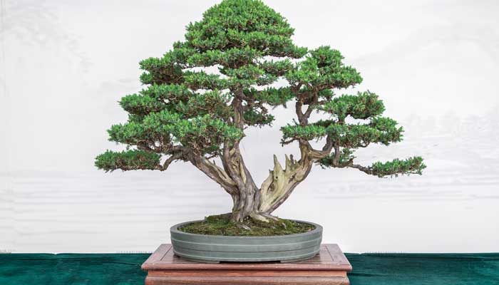 翠柏养护注意事项