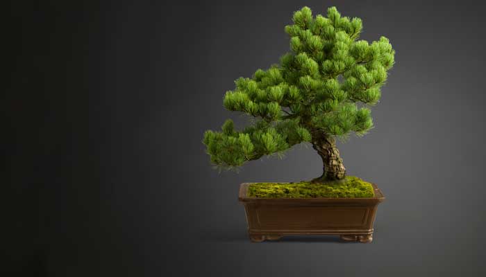 翠柏养护注意事项