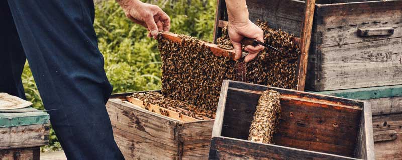 蜜蜂习性 蜜蜂的生活特征 