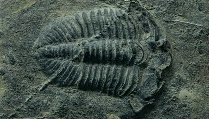 化石怎么形成的 化石如何形成的 