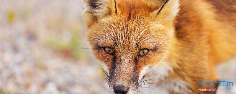 梦境迷踪，解读梦见红狐狸咬了脖子一口的深层含义