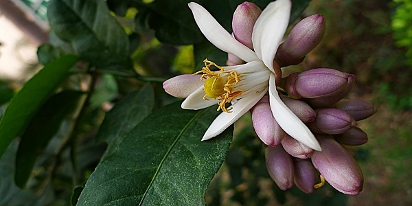 资阳市花市树是什么