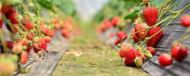 草莓是干果么 草莓是不是干果