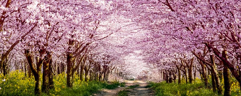 贵州万亩樱花在什么地方 贵州万亩樱花地址