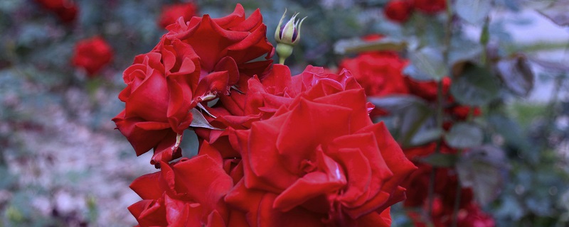 玫瑰花有哪些特点 玫瑰花的特点
