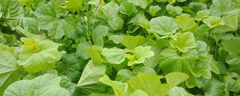 导读:葵菜在农村是经常见到的一种野菜,其实还是有