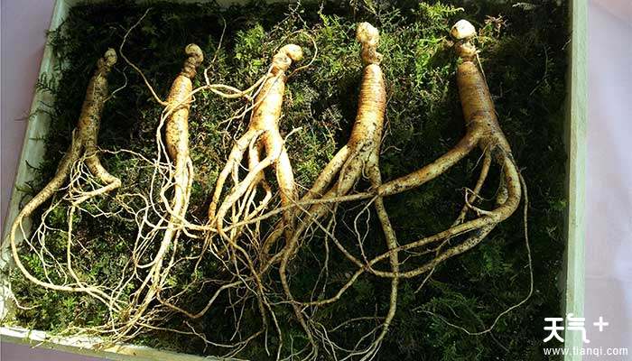 花旗参和西洋参是同一种药吗 tqj