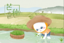 二十四节气之芒种