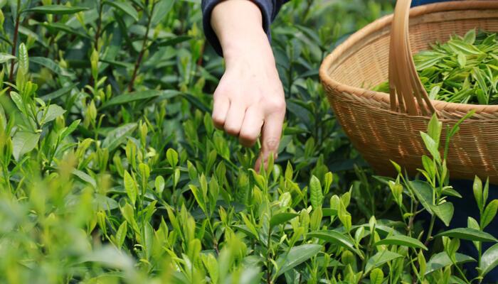 谷雨摘茶图片集锦2022最新谷雨节气茶农摘茶图片