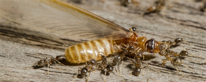 白蚁的寿命有多长 白蚁的寿命