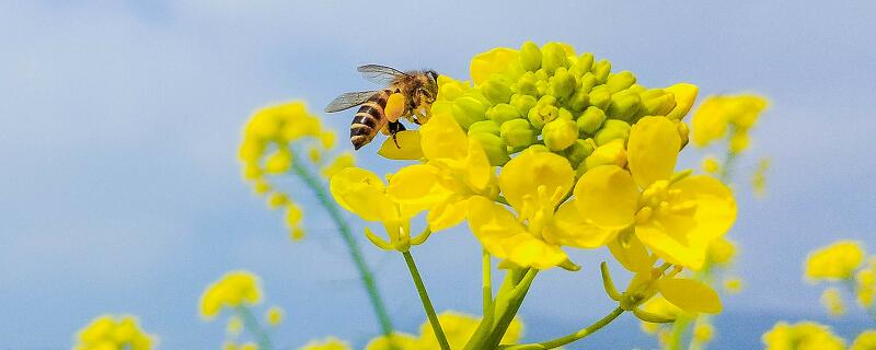 中蜂和意蜂区别 中蜂和意蜂区别的区别是什么