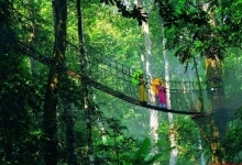 西雙版納熱帶雨林