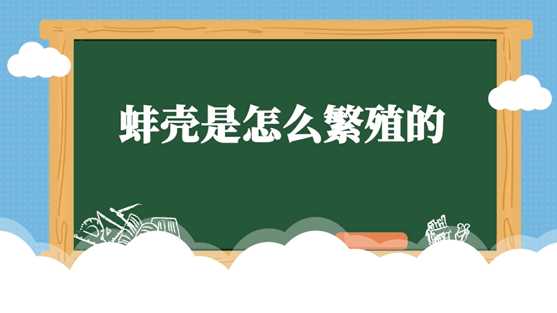 蚌壳是怎么繁殖的 蚌壳是怎么繁殖的呢